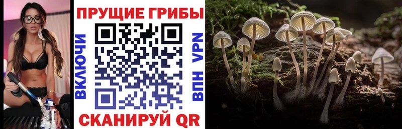 Псилоцибиновые грибы Psilocybe Лесной